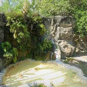 Australian Center - Southern Hairy-nosed Wombat Exhibit