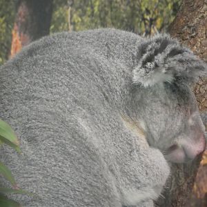 Australian Center - Koala