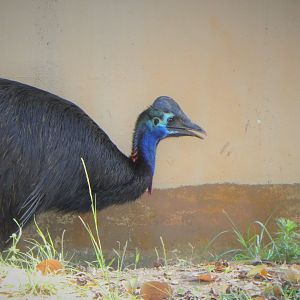 Australian Center - Southern Cassowary