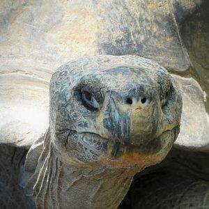 Amphitheater - Galapagos Tortoise