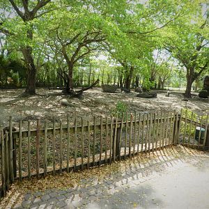 Amphitheater - Warthog Crossing - Visayan Warty Pig Exhibit