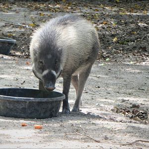 Amphitheater - Warthog Crossing - Visayan Warty Pig