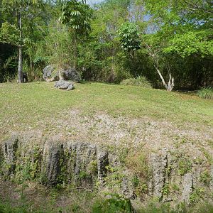 Amphitheater - Warthog Crossing - North Sulawesi Babirusa Exhibit