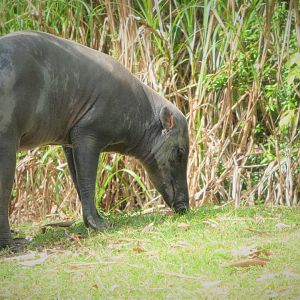 Amphitheater - Warthog Crossing - North Sulawesi Babirusa