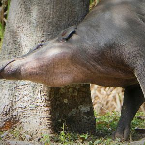 Amphitheater - Warthog Crossing - North Sulawesi Babirusa