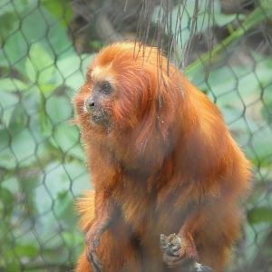 Amazon and Beyond - Cloud Forests: Islands in the Sky - Golden Lion Tamarin