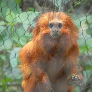 Amazon and Beyond - Cloud Forests: Islands in the Sky - Golden Lion Tamarin