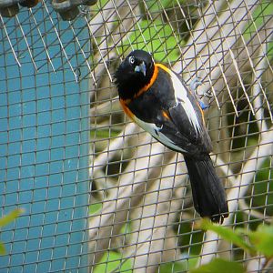 Amazon and Beyond - Cloud Forests: Islands in the Sky - Venezuelan Troupial