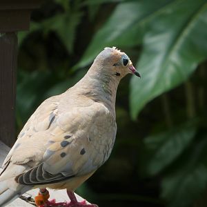 Amazon and Beyond - Cloud Forests: Islands in the Sky - Mourning Dove