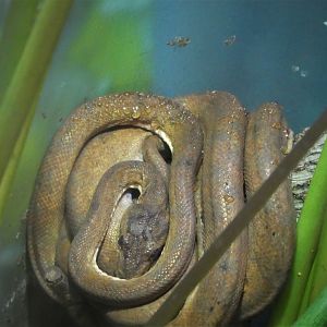 Amazon and Beyond - Cloud Forests: Islands in the Sky - Central American Tree Boa