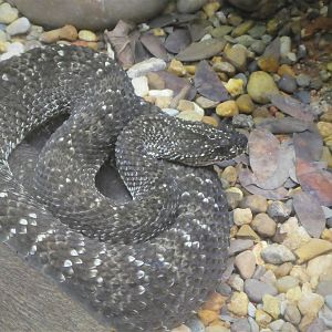 Amazon and Beyond - Cloud Forests: Islands in the Sky - Uracoan Rattlesnake