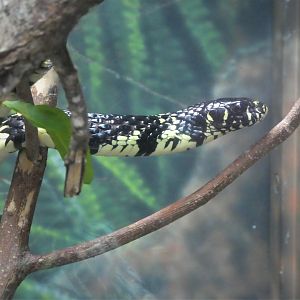 Amazon and Beyond - Cloud Forests: Islands in the Sky - Caninana