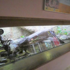 Amazon and Beyond - Cloud Forests: Islands in the Sky - Yellow Anaconda Exhibit