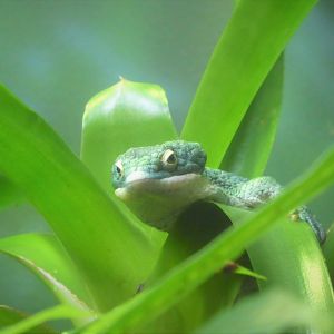 Amazon and Beyond - Cloud Forests: Islands in the Sky - Mexican Alligator Lizard