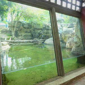 Amazon and Beyond - Cloud Forests: Islands in the Sky - Jaguar Exhibit