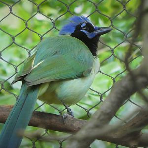 Amazon and Beyond - Cloud Forests: Islands in the Sky - Green Jay