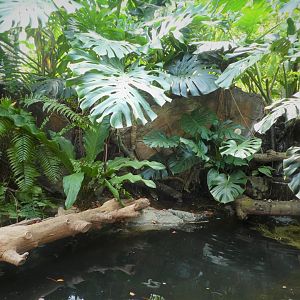 Amazon and Beyond - Cloud Forests: Islands in the Sky - Riverbank Exhibit