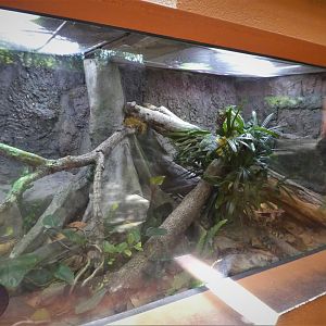 Media 'Amazon and Beyond - Amazon: Land of the Giants - False Water Cobra Exhibit' in category 'Zoo Miami'