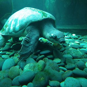 Is this a fly river turtle?