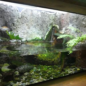 Media 'Amazon and Beyond - Amazon: Land of the Giants - Hoplias Exhibit' in category 'Zoo Miami'