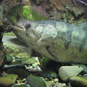 Amazon and Beyond - Amazon: Land of the Giants - Hoplias sp.