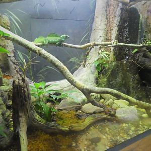 Amazon and Beyond - Amazon: Land of the Giants - Plumed Basilisk and Smoky Jungle Frog Exhibit