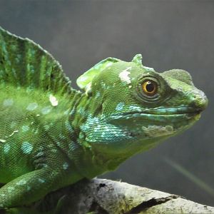 Amazon and Beyond - Amazon: Land of the Giants - Plumed Basilisk