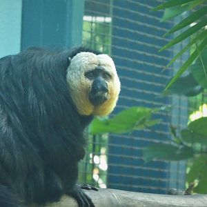 Amazon and Beyond - Amazon: Land of the Giants - White-faced Saki