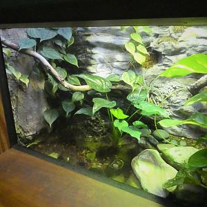 Amazon and Beyond - Amazon: Land of the Giants - Twist-necked Turtle Exhibit
