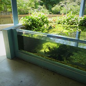 Amazon and Beyond - Amazon: Land of the Giants - Amazon Tank