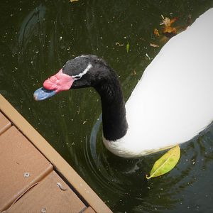 Amazon and Beyond - Amazon: Land of the Giants - Black-necked Swan