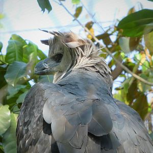 Amazon and Beyond - Amazon: Land of the Giants - Harpy Eagle