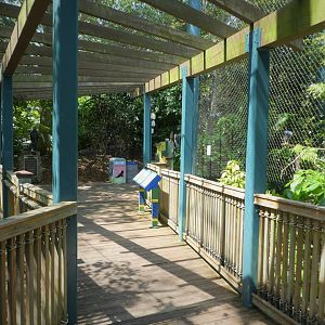 Amazon and Beyond - Amazon: Land of the Giants - Harpy Eagle Exhibit