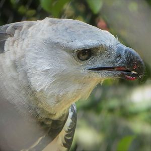 Amazon and Beyond - Amazon: Land of the Giants - Harpy Eagle