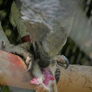 Amazon and Beyond - Amazon: Land of the Giants - Harpy Eagle