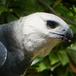 Amazon and Beyond - Amazon: Land of the Giants - Harpy Eagle