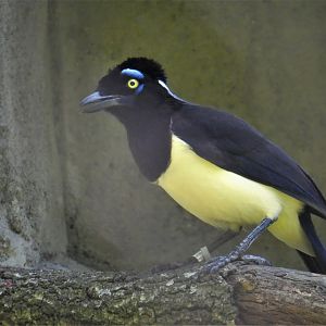 Amazon and Beyond - Amazon: Land of the Giants - Plush-crested Jay