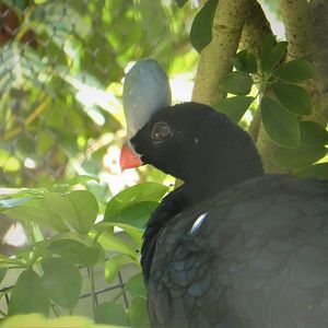 Amazon and Beyond - Amazon: Land of the Giants - Helmeted Curassow