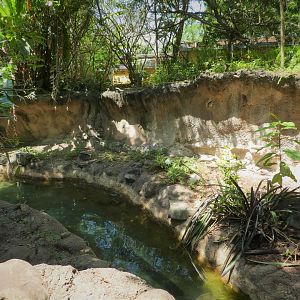 Amazon and Beyond - Atlantic Forest: Spirit of Survival - Giant Otter Exhibit