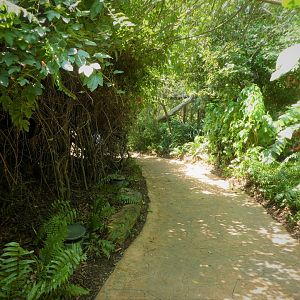 Amazon and Beyond - Atlantic Forest: Spirit of Survival - General View