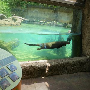 Amazon and Beyond - Atlantic Forest: Spirit of Survival - Giant Otter Exhibit