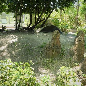 Amazon and Beyond - Atlantic Forest: Spirit of Survival - Giant Anteater Exhibit