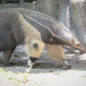 Amazon and Beyond - Atlantic Forest: Spirit of Survival - Giant Anteater