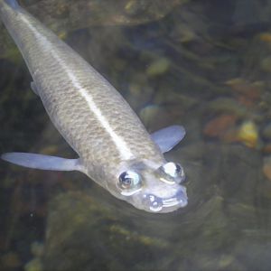 Amazon and Beyond - Atlantic Forest: Spirit of Survival - Largescale Four-Eyes