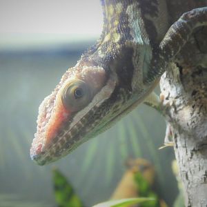 Amazon and Beyond - Atlantic Forest: Spirit of Survival - Green-blotched Giant Anole