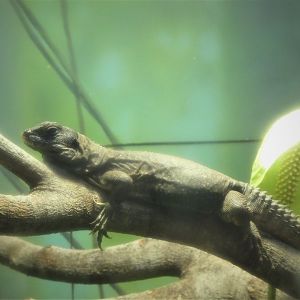 Amazon and Beyond - Atlantic Forest: Spirit of Survival - Five-keeled Spiny-tailed Iguana