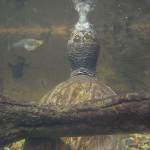 Amazon and Beyond - Atlantic Forest: Spirit of Survival - Giant Musk Turtle