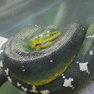 Amazon and Beyond - Atlantic Forest: Spirit of Survival - Emerald Tree Boa