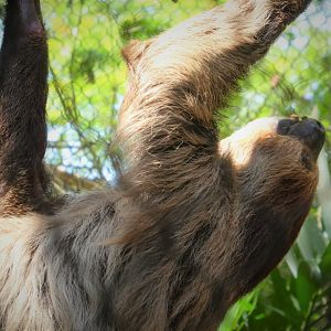 Amazon and Beyond - Atlantic Forest: Spirit of Survival - Linnaeus' Two-toed Sloth