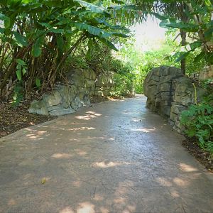 Amazon and Beyond - Atlantic Forest: Spirit of Survival - General View